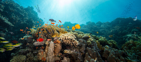 Underwater Tropical Corals Reef with colorful sea fish. Marine life sea world. Tropical colorful underwater seascape.