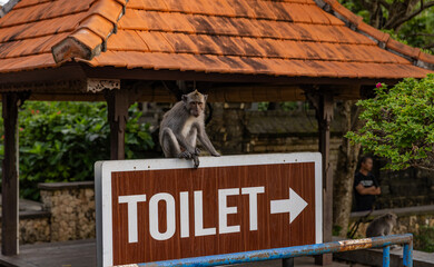 Long-tailed macaque monkey in the Sacred Forest Sanctuary in Ubud, Bali, Indonesia. The Sacred Monkey Forest Sanctuary is a nature reserve and temple complex