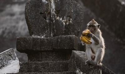 Long-tailed macaque monkey in the Sacred Forest Sanctuary in Ubud, Bali, Indonesia. The Sacred Monkey Forest Sanctuary is a nature reserve and temple complex