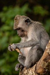 Long-tailed macaque monkey in the Sacred Forest Sanctuary in Ubud, Bali, Indonesia. The Sacred Monkey Forest Sanctuary is a nature reserve and temple complex