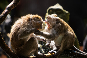 Long-tailed macaque monkeys fighting in the Sacred Forest Sanctuary in Ubud, Bali, Indonesia. The Sacred Monkey Forest Sanctuary is a nature reserve and temple complex