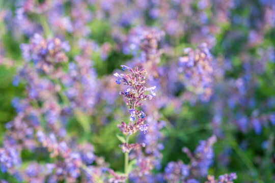 Spring background - close up of beautiful catnip flowers - with plenty of copy space