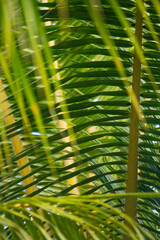 Nature background with green tropical palm leaves . Summer abstract background