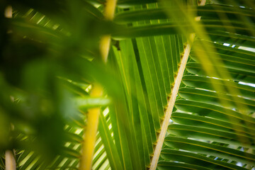 Nature background with green tropical palm leaves . Summer abstract background