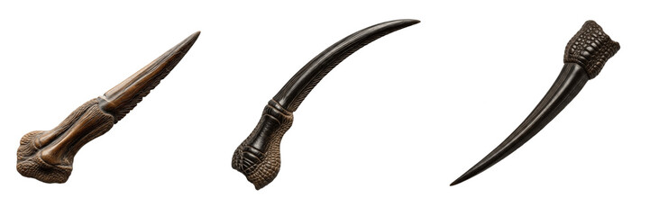 Pterosaur Pterodactyl Fossil Wing Claw Replicas: Authentic Prehistoric Flying Reptile Talons from the Jurassic Period Found in Solnhofen Limestone for Paleontology Enthusiasts © AseelDin