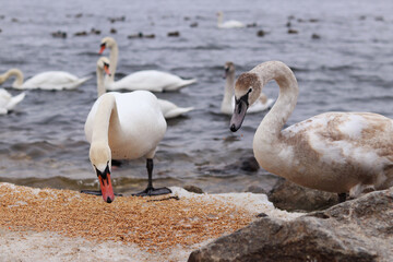 Obraz premium Close-up of swans eating grain on the bank near the river. Birds in winter, selective focus. Large beautiful white swans eat grain spilled on the ice in winter. Nature. Wild swans