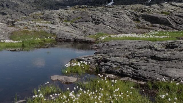 Cotton grass on a trail to famous Trolltunga in Norway during sundown