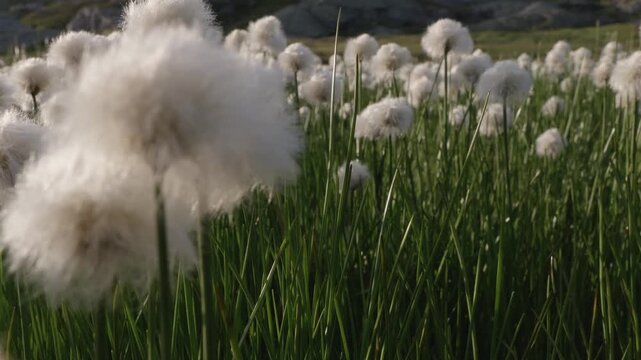 Cotton grass on a trail to famous Trolltunga in Norway during sundown