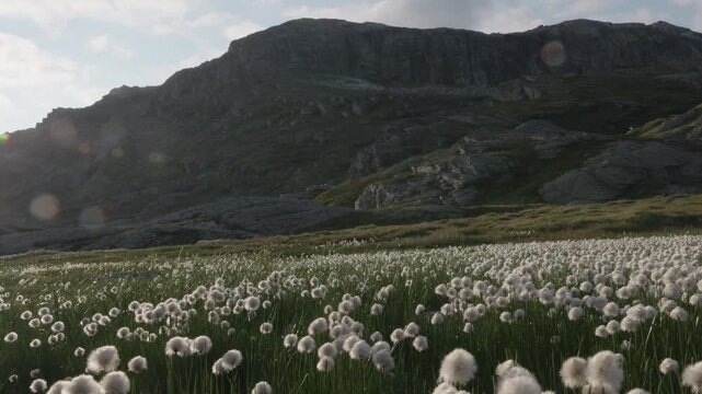 Cotton grass on a trail to famous Trolltunga in Norway during sundown