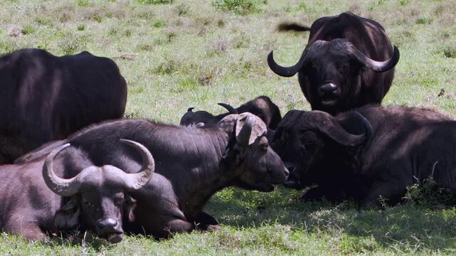Cape Buffalo gather, finding serene respite amidst the sun-drenched plains of Lake Nakuru, Kenya. Their robust forms dominate the natural African landscape during daytime.