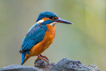 Obraz premium Stunning Common Kingfisher bird perched on a branch with vibrant plumage.