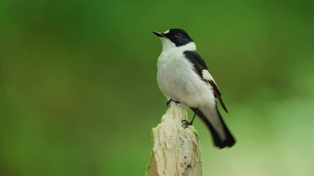 Collared flycatcher (Ficedula albicollis), bird singing in forest