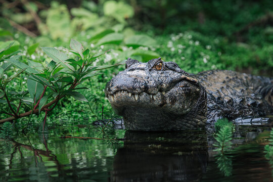 Yacare caiman (Caiman yacare) resting in Pantanal wetland, Brazil
