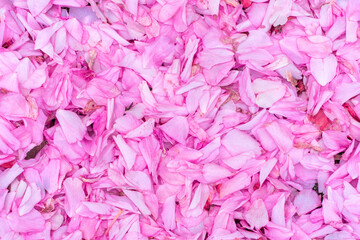 Fototapeta premium Sidewalk Covered with Pink Blossom Petals