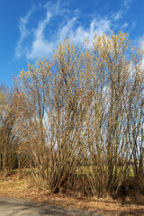 Knick (Wallhecke) mit Sträuchern der Gemeinen Hasel (Corylus avellana, common hazel) vor blauem...