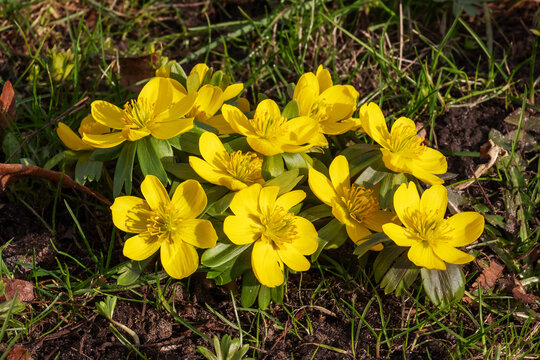 Bl&uuml;hende Winterlinge (Eranthis hyemalis, winter aconite) im Februar. Winterlinge geh&ouml;ren zu den ersten Fr&uuml;bl&uuml;her und bl&uuml;hen oft schon im sp&auml;ten Winter.
