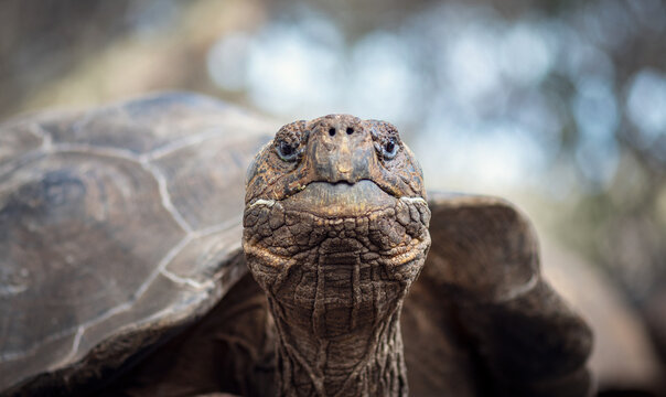 Close-up portrait of a Galapagos giant tortoise (Chelonoidis niger complex) in its natural habitat in the Galapagos Islands, Ecuador. Iconic endemic species, looking at camera.