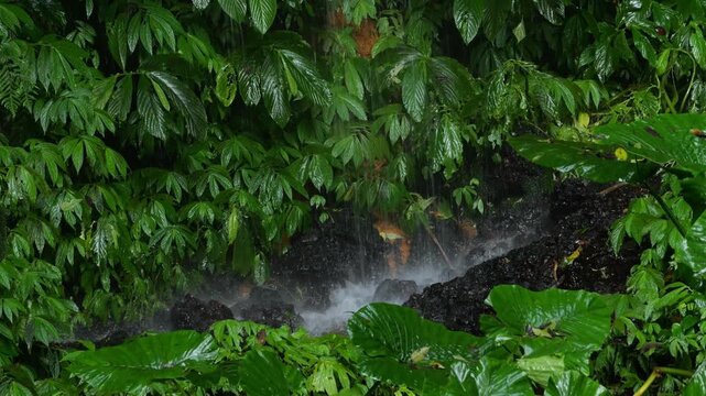 Leaf Covered Rock Drip Wall, Glossy Green Foliage Clinging To Wet Basalt With Fine Waterfall Trickle And Sparkling Droplets, Lush Understory Mood With Cool Humid Air, Perfect For Spa, Eco