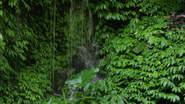 Leaf Covered Rock Drip Wall, Glossy Green Foliage Clinging To Wet Basalt With Fine Waterfall Trickle And Sparkling Droplets, Lush Understory Mood With Cool Humid Air, Perfect For Spa, Eco