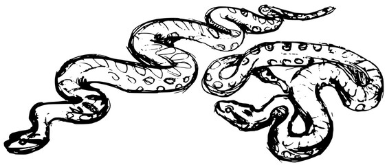 Obraz premium Artistic hand drawn sketch of two anaconda snakes. Rough pencil texture vectorized illustration