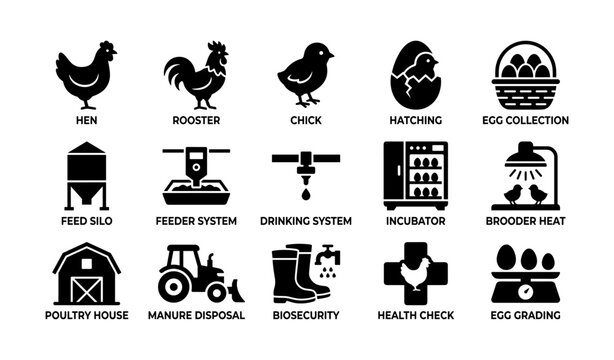 Poultry farming icons: chick, egg collection, feeder, health check, rooster, hen
