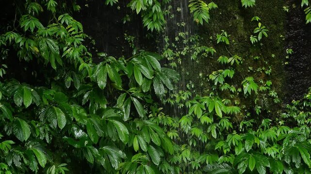 Leaf Covered Rock Drip Wall, Glossy Green Foliage Clinging To Wet Basalt With Fine Waterfall Trickle And Sparkling Droplets, Lush Understory Mood With Cool Humid Air, Perfect For Spa, Eco