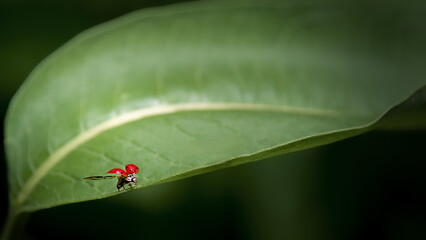 ladybug on leaf © Kubilay