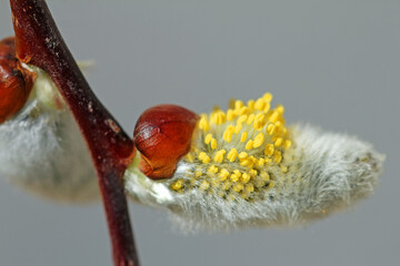  on Willow catkins