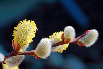  on Willow catkins