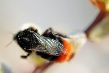 stone bumblebee with mites on Willow catkins