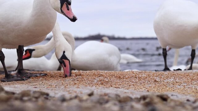 小物 WILD SWANS FULL GRAIN Wild Swans