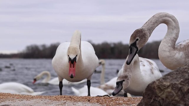 Wild Swans