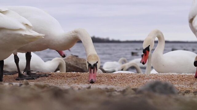 Wild Swans