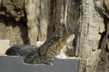 Wildcat Resting in Cardboard Box © Miguel Ángel RM
