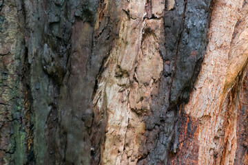 Detailed shot of a tree trunk showing a transition between dark grey and beige tones, with deep fissures and rough relief. © niltonemaia