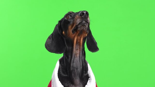black dachshund wearing a red sweater and a white shirt that keeps flipping backwards. The dog's portrait in the suit is set against a bright green seamless background with a chroma key
