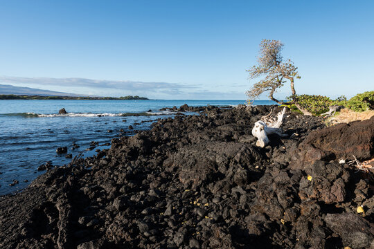 View of Anaehoomalu Bay on the scenic Kona Coast with driftwood that is a stark contrast to the black lava rock. A lone weathered tree and green bushes embrace the shoreline on the Big Island Hawaii. 