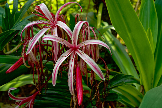 2 tropical crinum lily flowers in nature, in colombia. Tropical pattern.