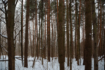Day winter snow pine forest with the frozen trees. January wood nature under sky background