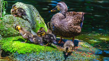 カモの親子