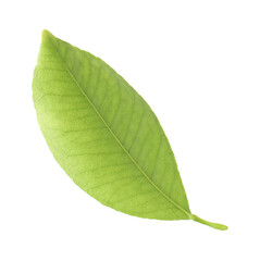 Obraz premium Fresh green leaf of citrus plant isolated on white