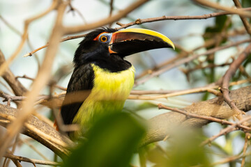 Fototapeta premium Male brightly colored bird - Green Aracari. This bird is resident of southern forests, representative of fauna, and rare species..