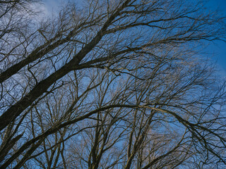 Obraz premium Silhouetted bare tree branches forming intricate pattern against clear blue spring sky