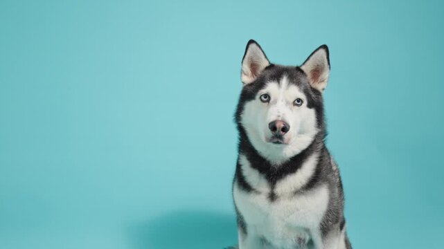 Siberian husky dog with blue eyes posing in a studio