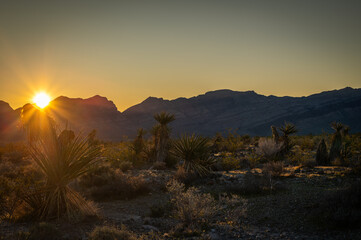  Golden desert sunset over rugged mountain silhouettes, warm light illuminating yucca and scrub in an arid landscape—serene western wilderness scene. © Daniel Wedeking