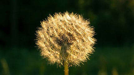 A dandelion puff stands tall in a field as the sun sets. The light hits the fluffy seeds, making the plant glow. The background shows green grass and a soft focus of trees