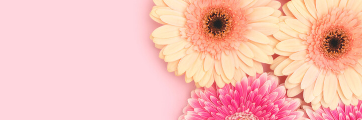 Fototapeta premium Banner with gerbera flowers on a pink background. Place for text.
