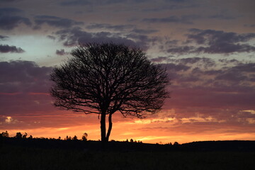 Naklejka premium sunset in the forest