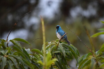 blue tit on a branch