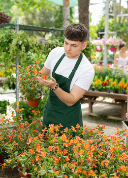 Positive skilled young floriculturist in white t-shirt and green apron tending to potted plants in nursery, checking tender blooming mimulus aurantiacus, orange bush monkey-flower, on flower display